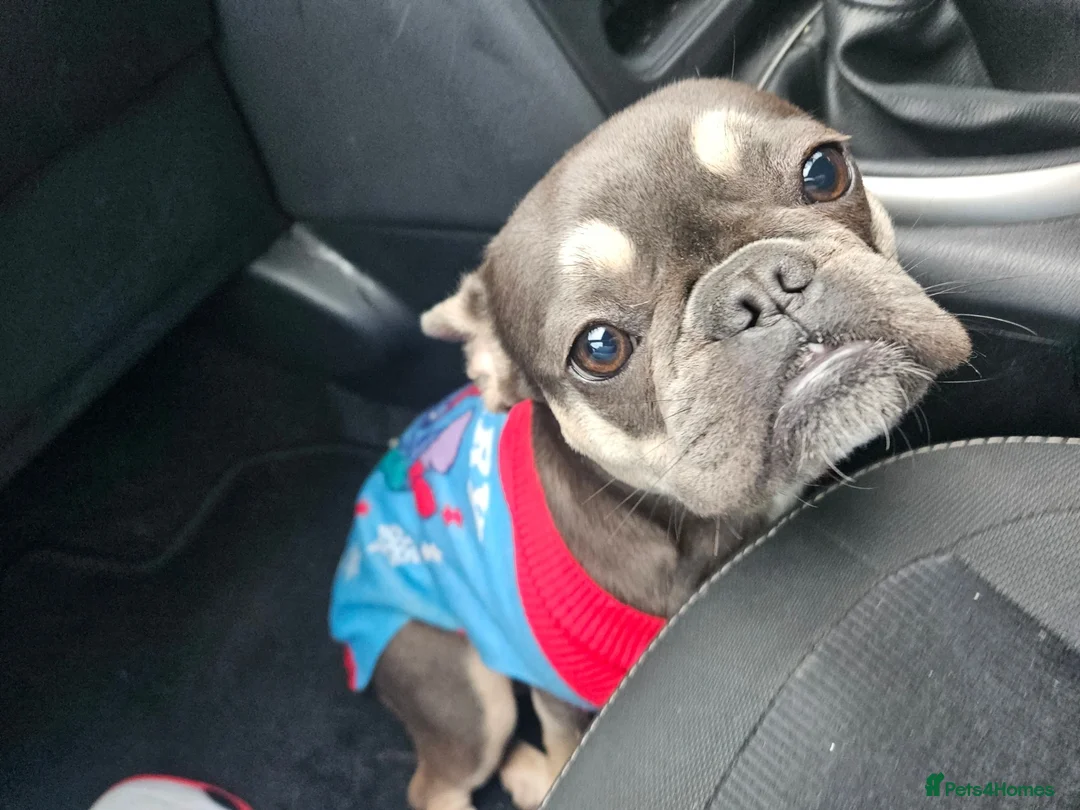 French Bulldog dogs for sale: Lilo for sale - Advert 5