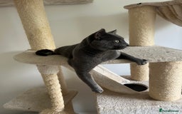 Russian Blue cats for sale: 4yr old Russian Blue male cat - Image 2