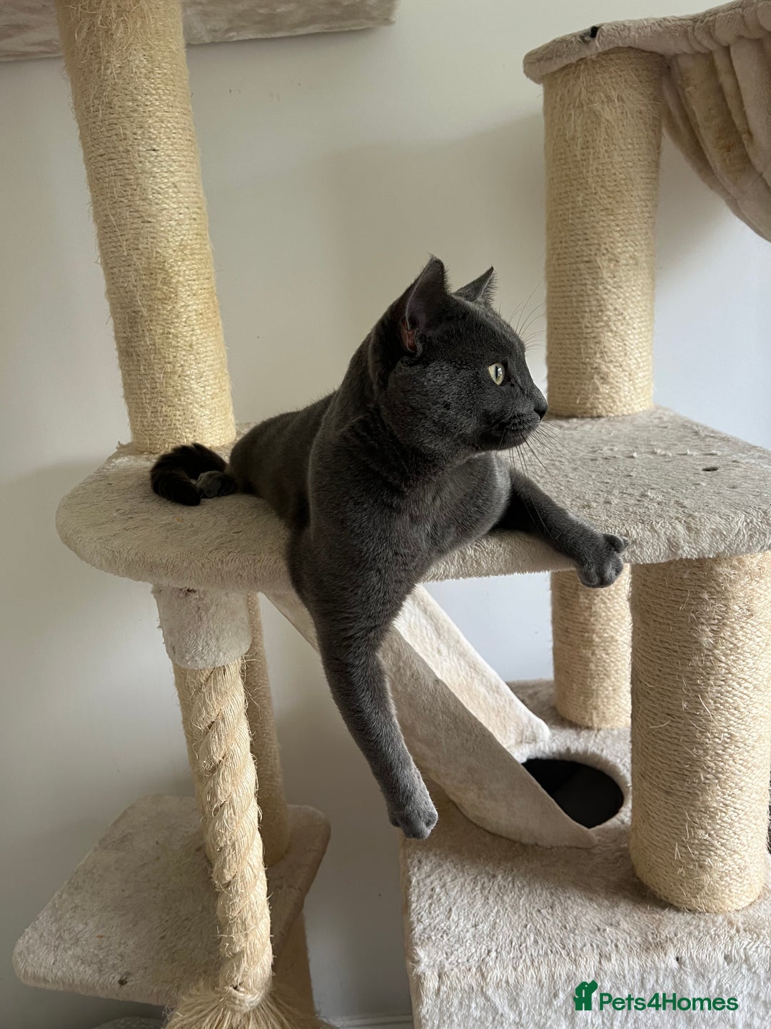 Russian Blue cats for sale: 4yr old Russian Blue male cat - Image 2