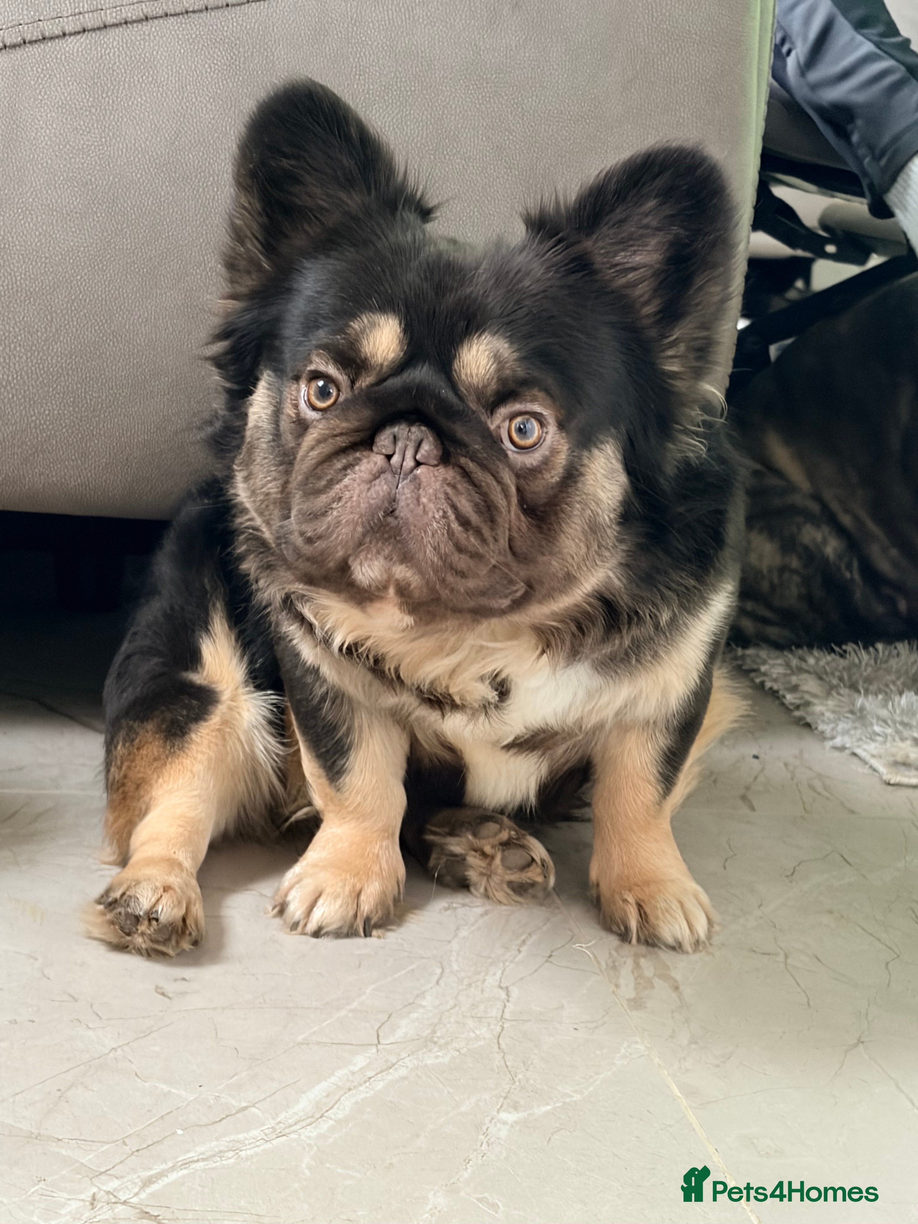 French Bulldog dogs Chocolate tan fluffy in Chesterfield - Advert 16