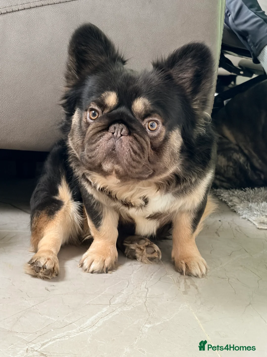 French Bulldog dogs for stud: Chocolate tan fluffy in Chesterfield - Advert 2