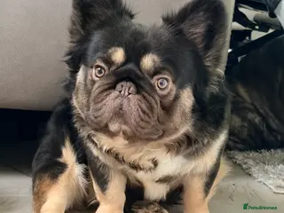 French Bulldog dogs Chocolate tan fluffy in Chesterfield - Advert 16