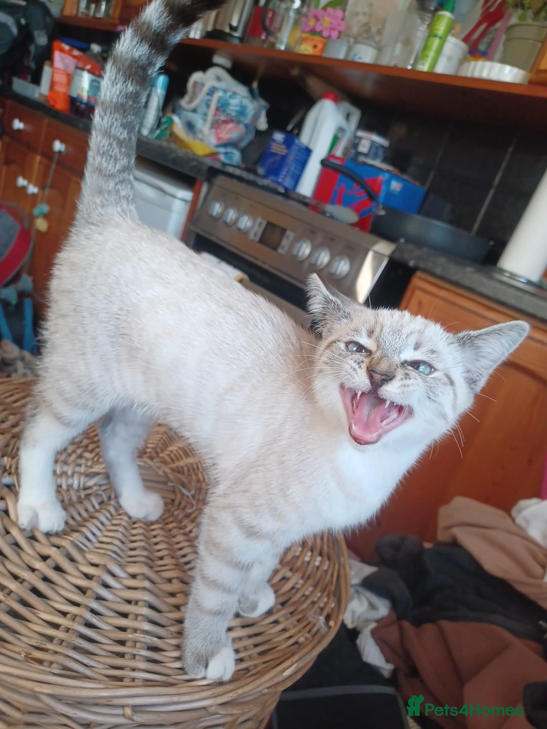 Mixed Breed cats for sale: Male kitten - Image 7