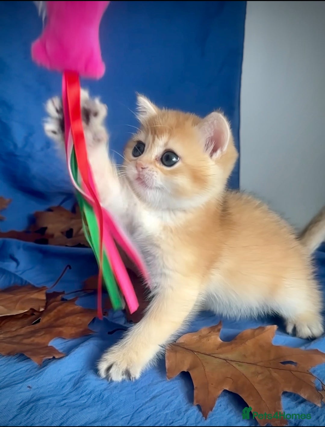 British Shorthair cats for sale: British Shorthair Golden kitten GCCF - Image 33