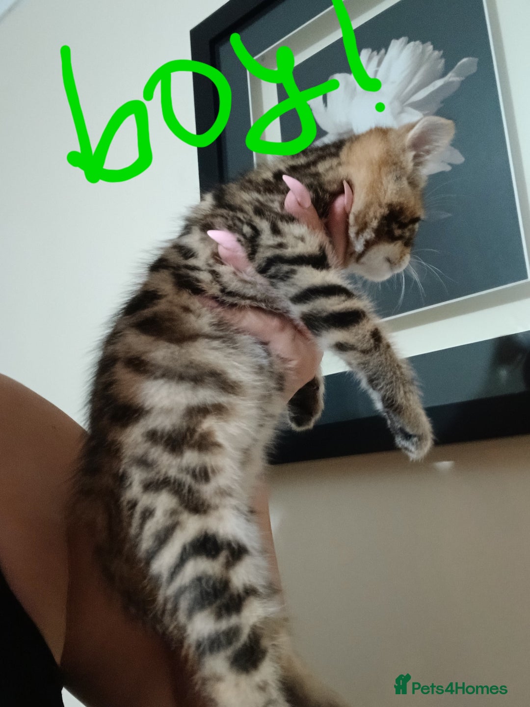 Mixed Breed cats for sale: Beutyful bengal babies wisbech 🐈😻 - Advert 6