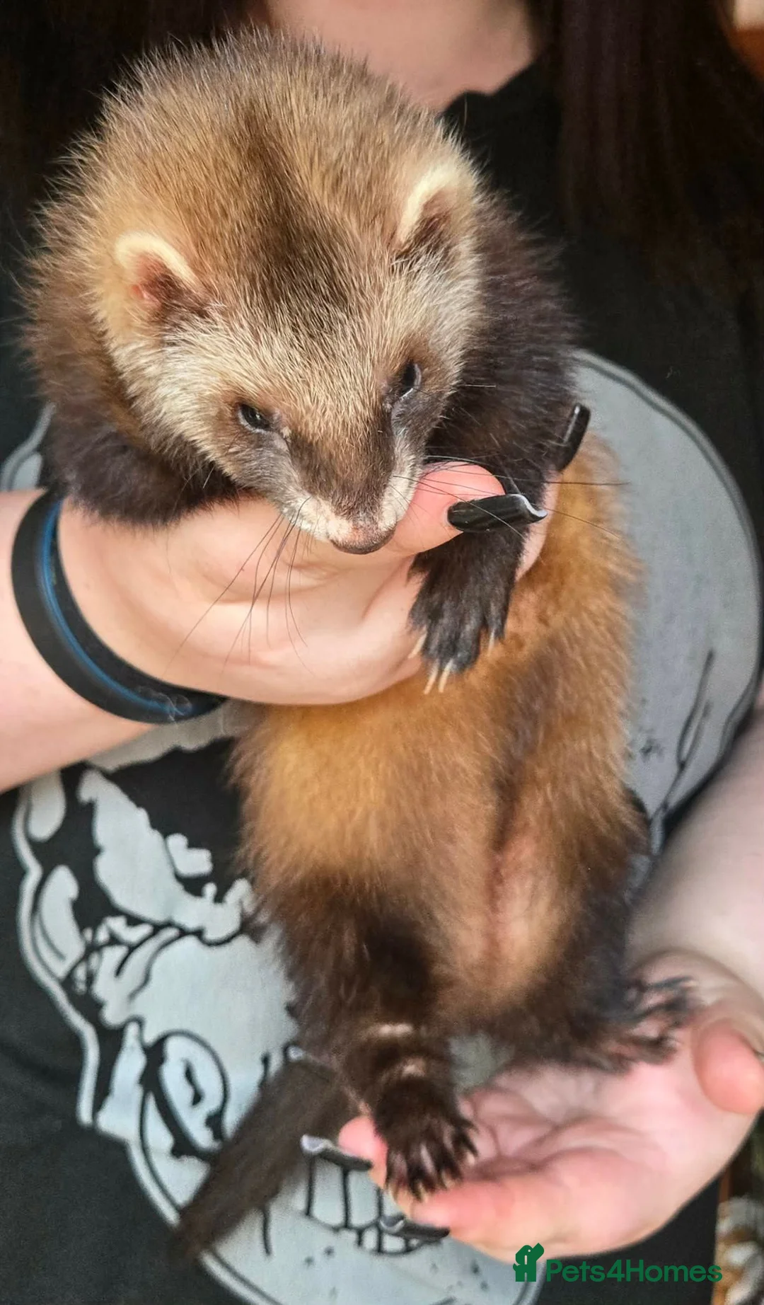 Ferret rodents for sale: Semi Angora Ferret Jill ❤️ NOW RESERVED ❤️ - Advert 2