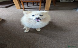 Pomsky dogs for sale: Pomsky looking for new home - Image 8