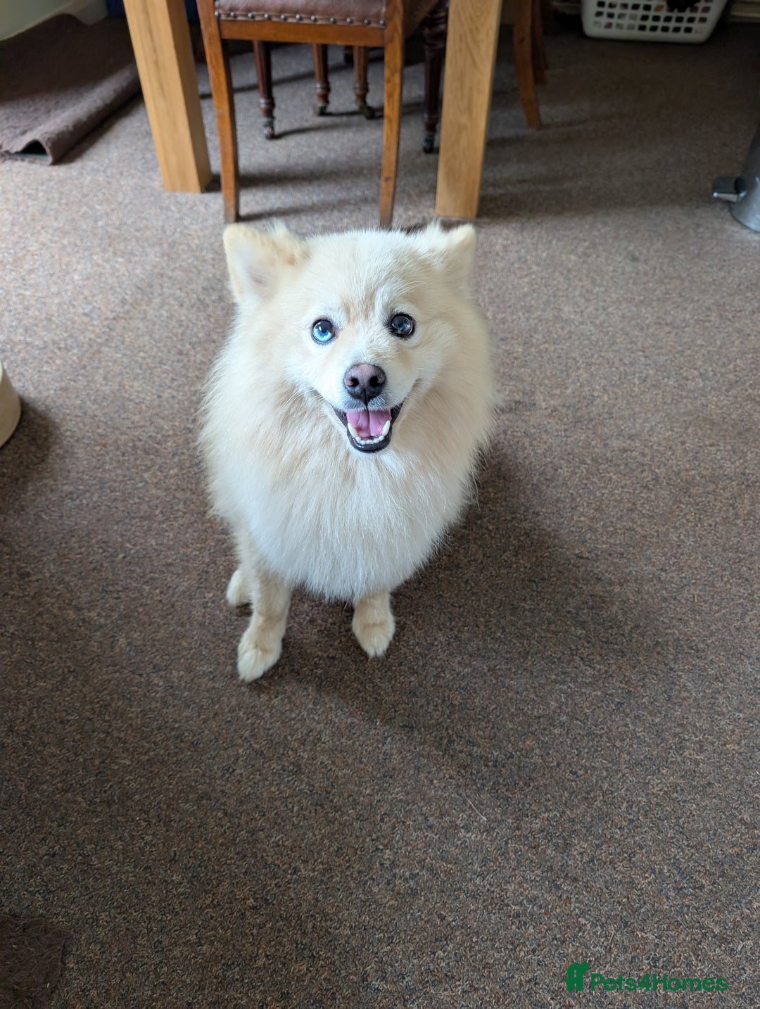 Pomsky dogs for sale: Pomsky looking for new home - Image 8