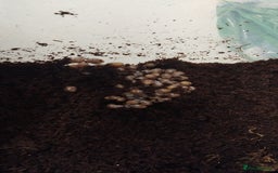 Snails invertebrates for sale: Affrican land snail babies  - Image 2