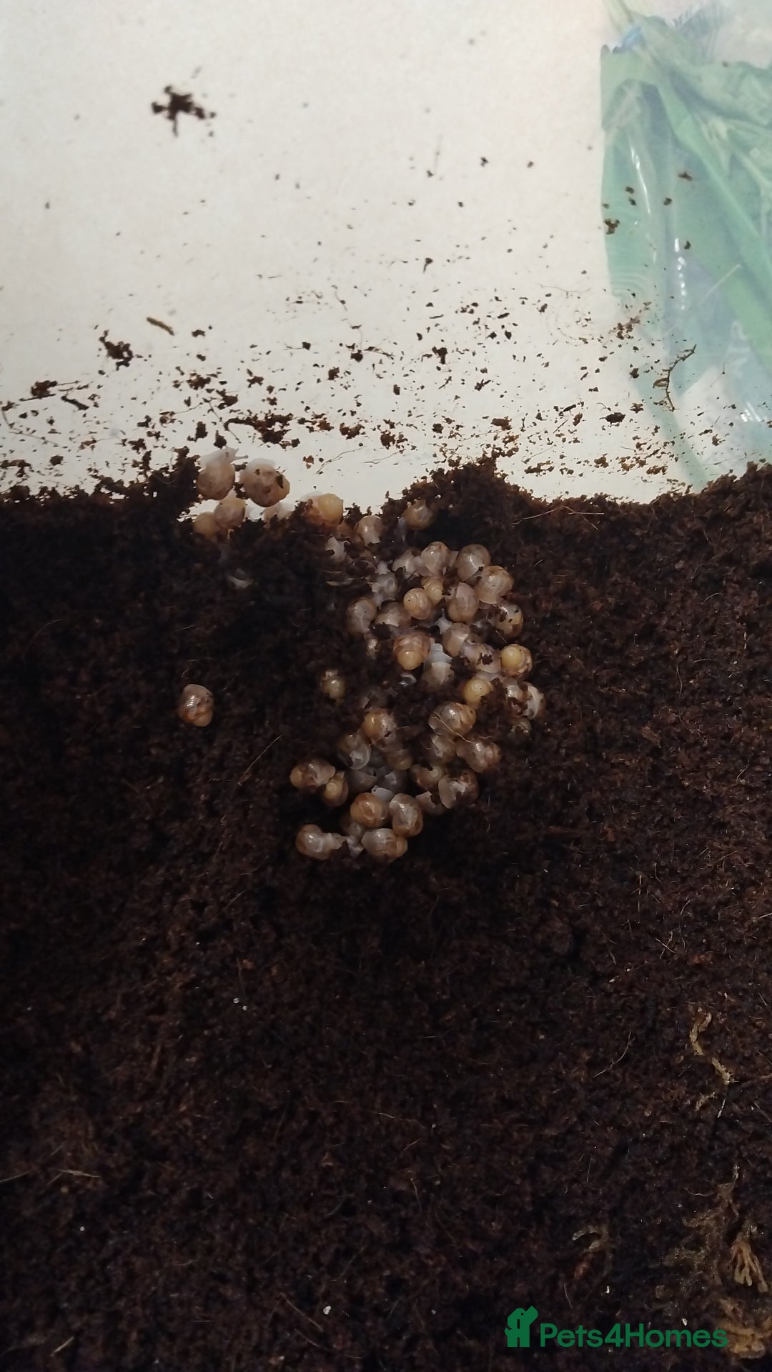 Snails invertebrates for sale: Affrican land snail babies  - Image 2
