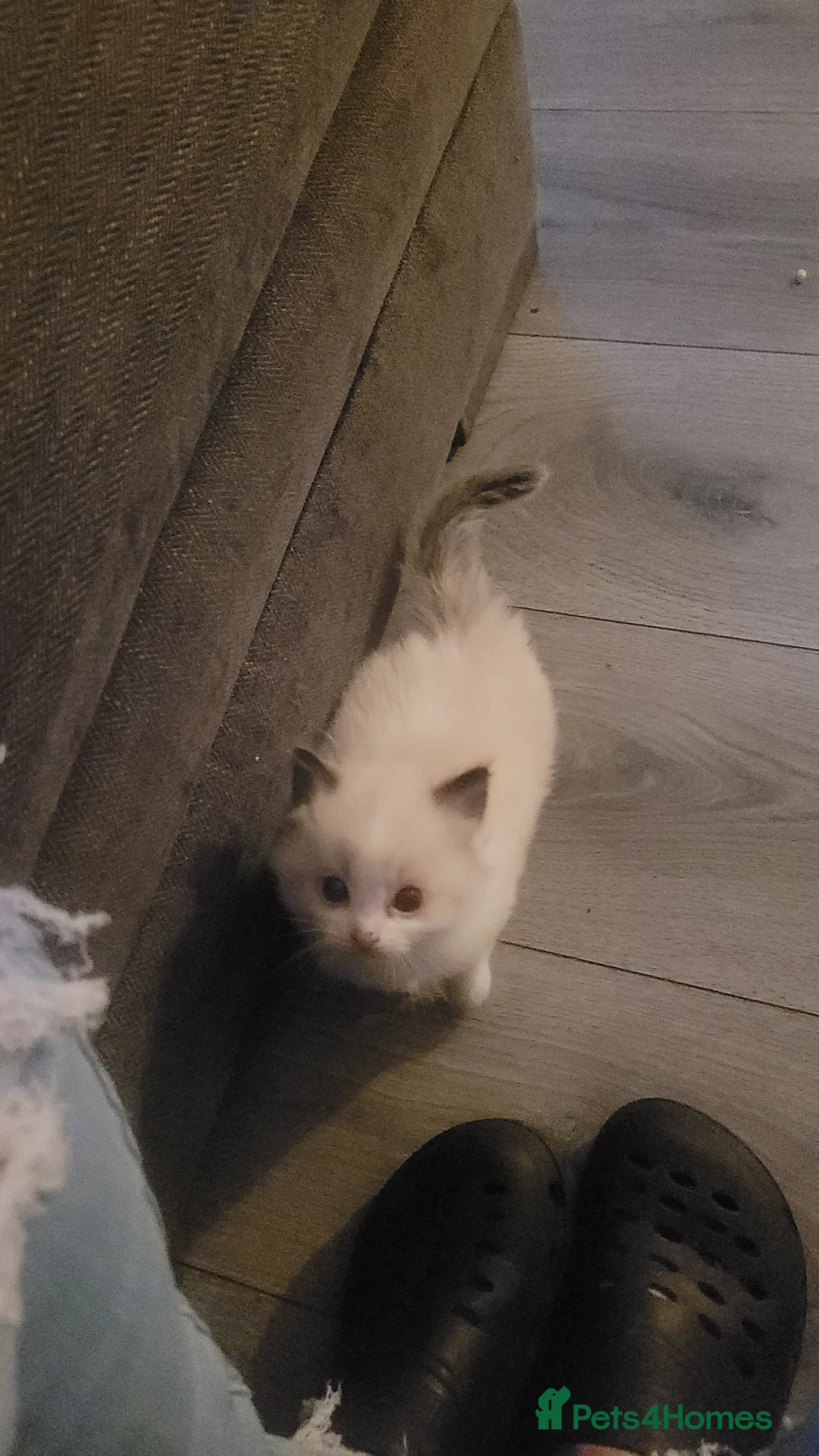 Ragdoll cats for sale: Ragdoll kittens for sale  - Advert 6