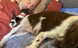 English Springer Spaniel dogs for sale: 5th Gen Springers: Purebred, 7th litter, 36 total - Image 35