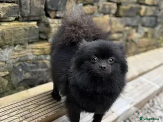 Pomeranian dogs Beautiful Pomeranian Babys - Advert 1