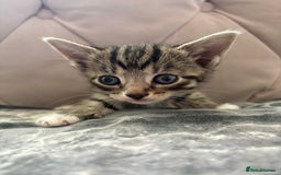 Mixed Breed cats for sale: 6 kittens not ready till 14th August  - Image 26