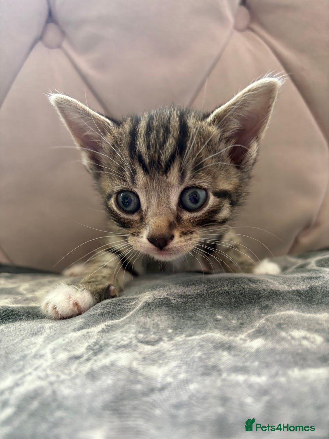Mixed Breed cats for sale: 6 kittens not ready till 14th August  - Image 26