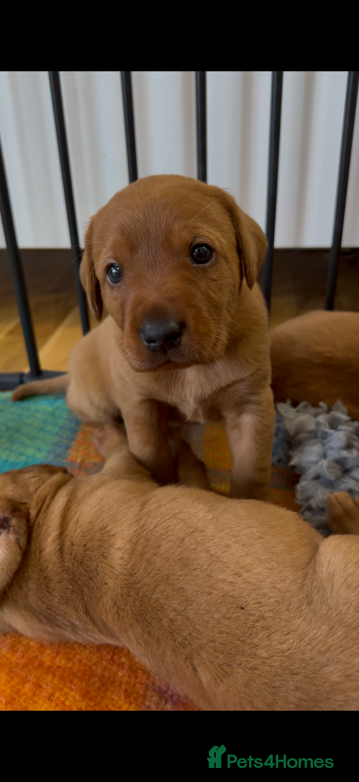 Labrador Retriever dogs Beautiful KC Registered Fox Red Labrador Pups - Advert 16