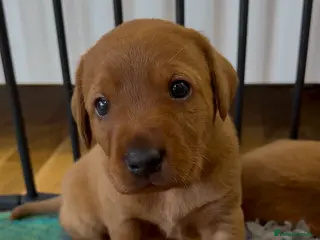 Labrador Retriever dogs Beautiful KC Registered Fox Red Labrador Pups - Advert 16