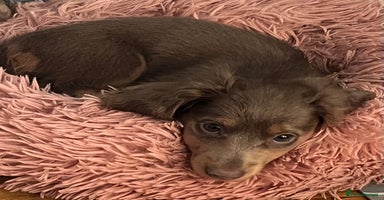 Miniature Dachshund dogs - Advert 7