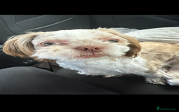 Shih Tzu dogs for sale: Male shih tzu  - Image 2
