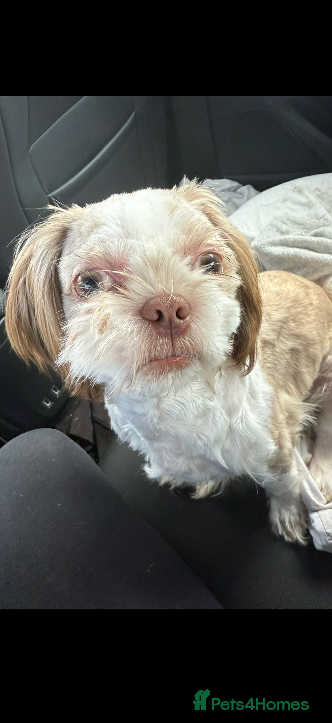 Shih Tzu dogs for sale: Male shih tzu  - Image 2