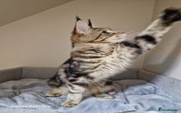 Maine Coon cats for sale: 🍁🍂Good females🏡🎯📣 - Image 33