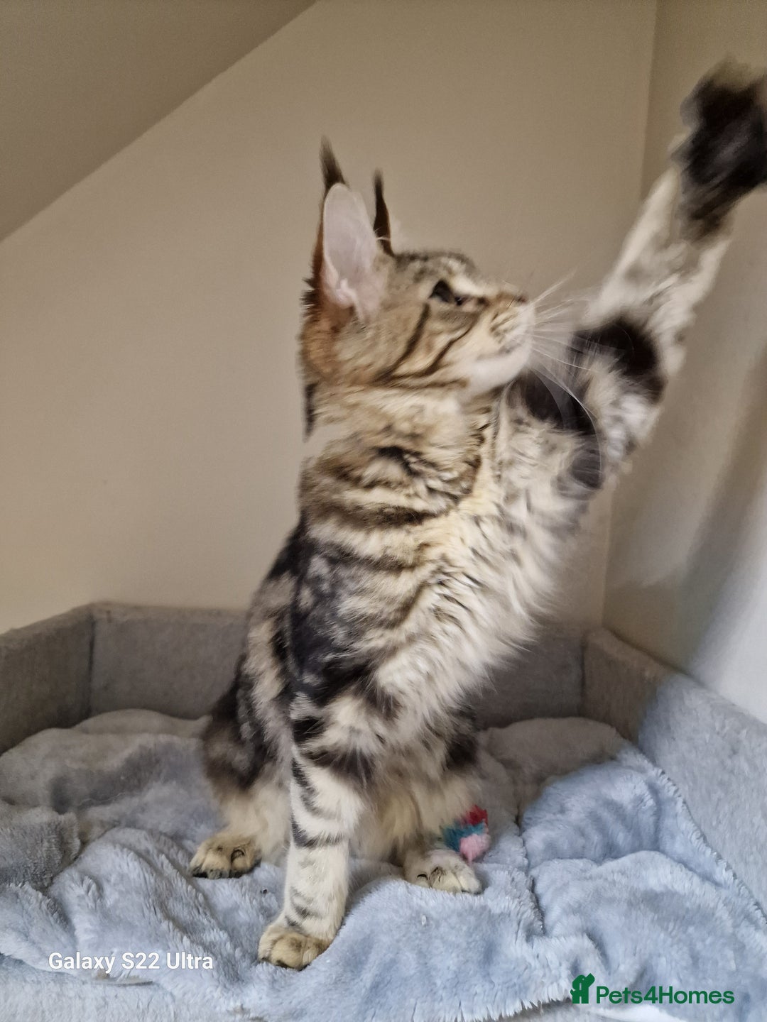 Maine Coon cats for sale: 🍁🍂Good females🏡🎯📣 - Image 33