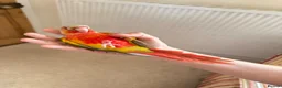 Conures birds for sale: Hand Reared Conures For Sale - Advert 3