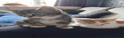 Mixed Breed cats for sale: Brothers. 2 beautiful kittens for sale  - Advert 3