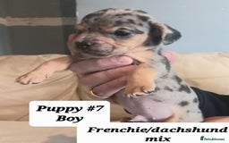 Mixed Breed dogs for sale: Frenchie/Dachshund puppies - Image 4