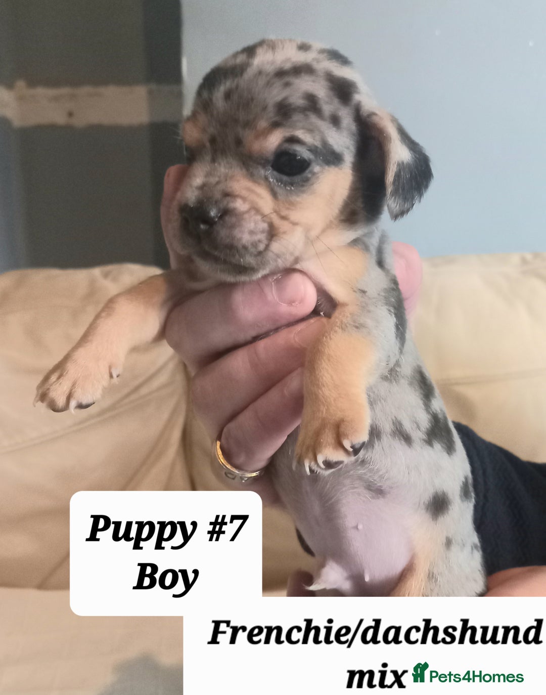 Mixed Breed dogs for sale: Frenchie/Dachshund puppies - Image 4
