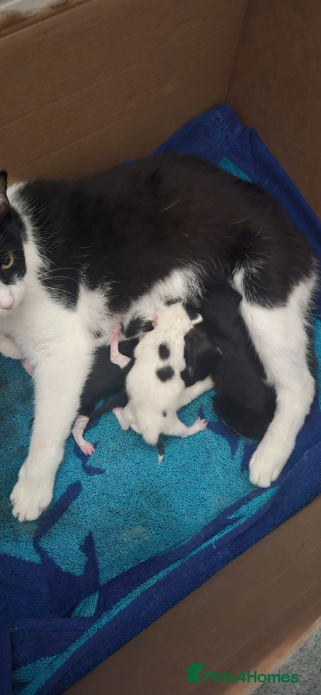 Mixed Breed cats for sale: Gorgeous 1/4 ragdoll kittens - Advert 2