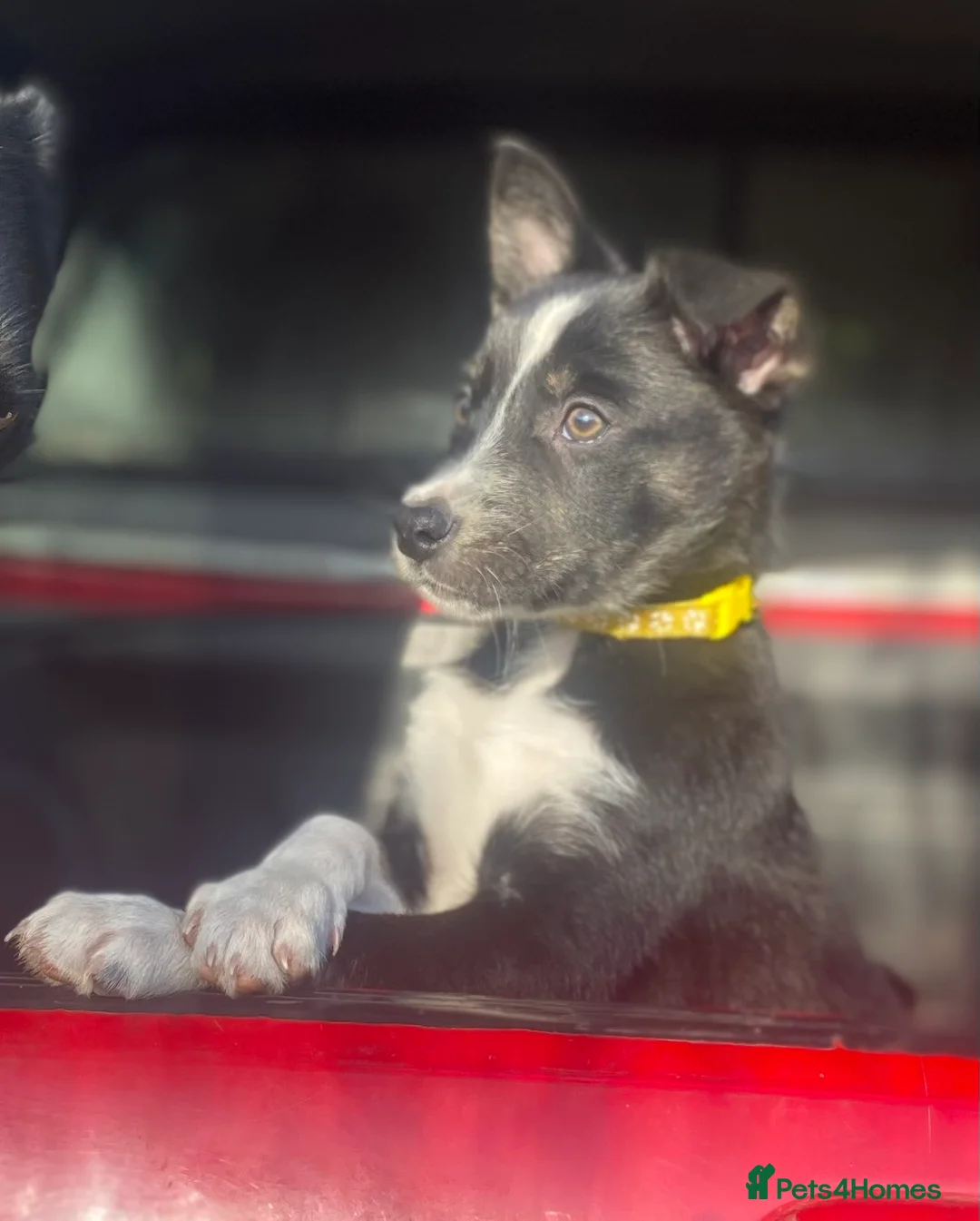 Border Collie dogs for sale: Border collie puppies  - Advert 2