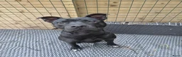 Staffordshire Bull Terrier dogs for adoption: Murphy - Advert 6