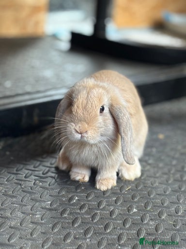 Gallery Image {{count}}