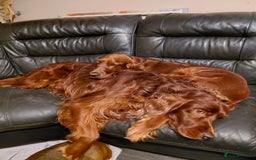 Irish Setter dogs for sale: KC IRISH SETTER DOG 4 YEARS OLD  - Advert 4