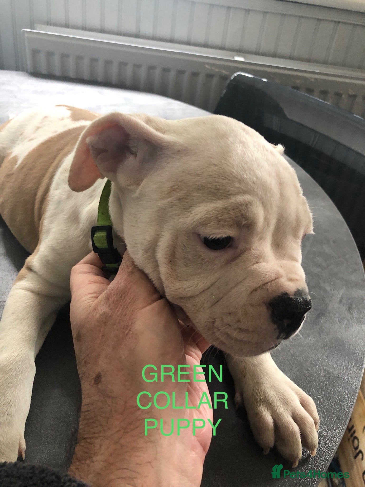 American Bulldog dogs American Bulldog Puppies  - Advert 10