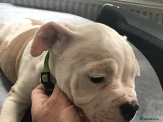 American Bulldog dogs American Bulldog Puppies - Advert 10