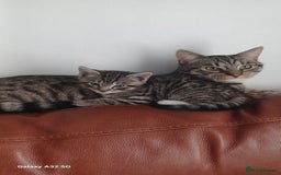 Bengal cats for sale: Mixed breed bengal babies - Image 2