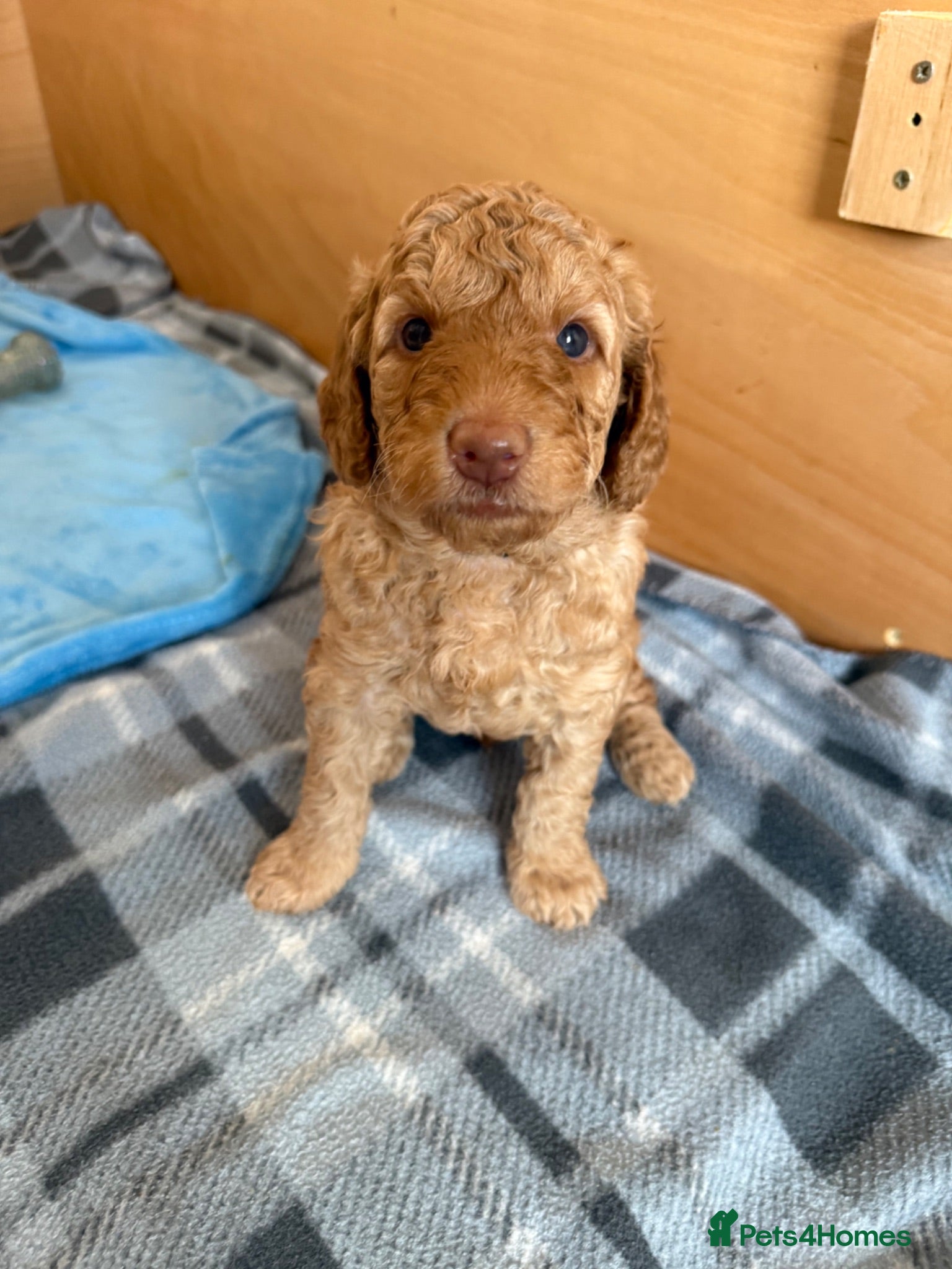 Mixed Breed dogs Multigeneration Cream/Apricot Double Doodles  - Advert 2