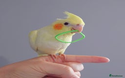 Cockatiels birds for sale: Hand reared silly tame DNA sexed baby cockatiels  - Image 34