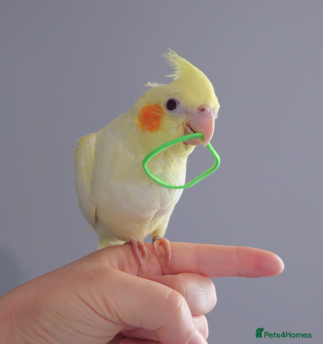 Cockatiels birds for sale: Hand reared silly tame DNA sexed baby cockatiels  - Image 34