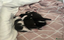 Mixed Breed cats for sale: 3 ragdoll mix kittens  - Image 22