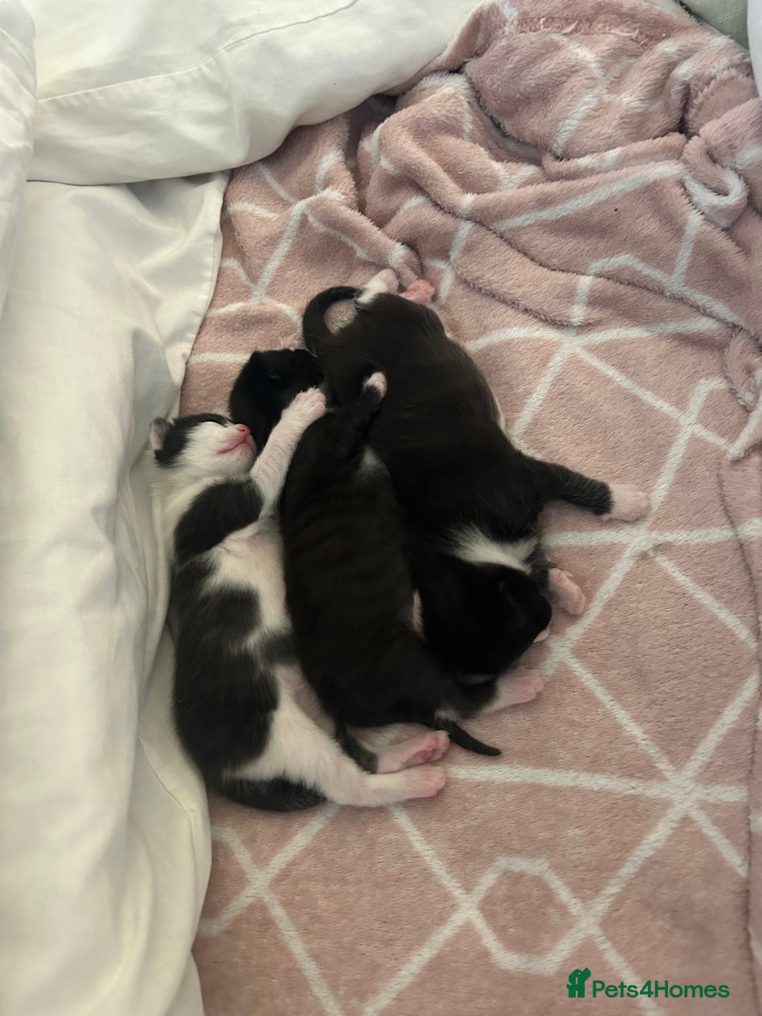 Mixed Breed cats for sale: 3 ragdoll mix kittens  - Image 22