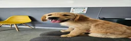 Golden Retriever dogs for sale: READY TO LEAVE Litter of Golden Retriever puppies - Advert 7