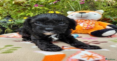 Cavapoo dogs - Advert 3