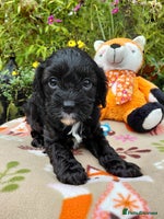 Cavapoo dogs - Advert 3