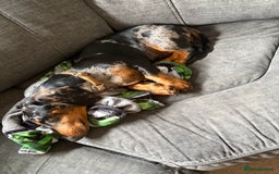 Dachshund dogs for sale: 9 month old dachshund for sale  - Image 2