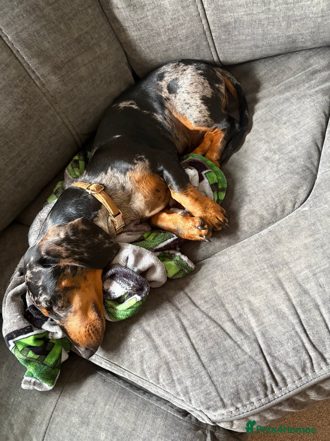 Dachshund dogs for sale: 9 month old dachshund for sale  - Image 2
