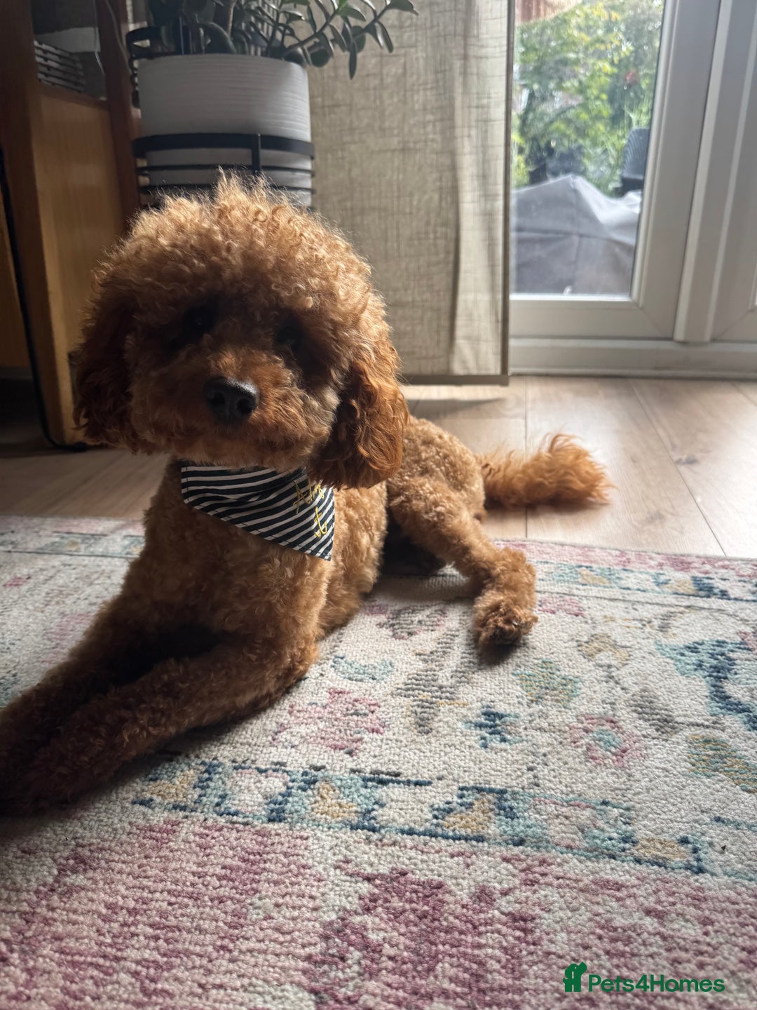 Miniature Poodle dogs for stud: Rufus  - Advert 8