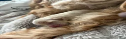 Cockapoo dogs for sale: COCKAPOO PUPPIES LOOKING FOR THEIR FOREVER HOMES - Advert 9